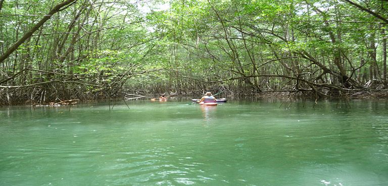 activities mangrove kayaking