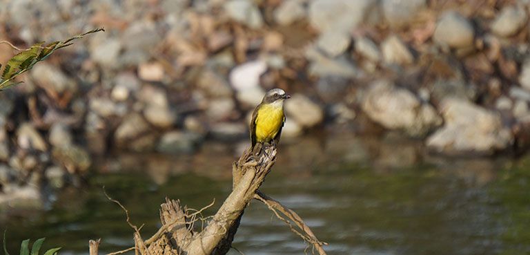 activities birdwatching