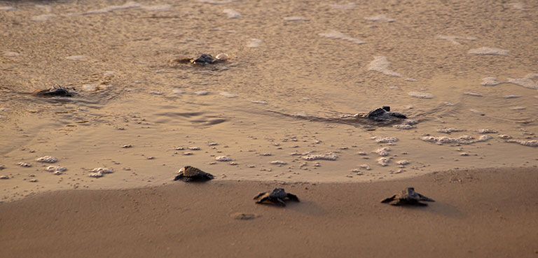 activities little turtles hatch