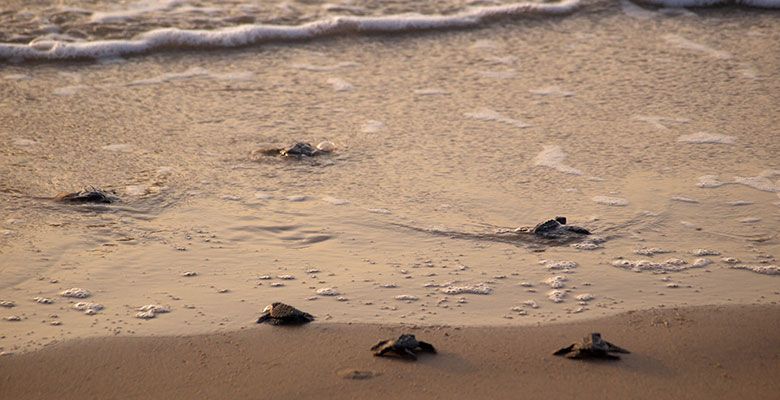 Junquillal Beach turtles